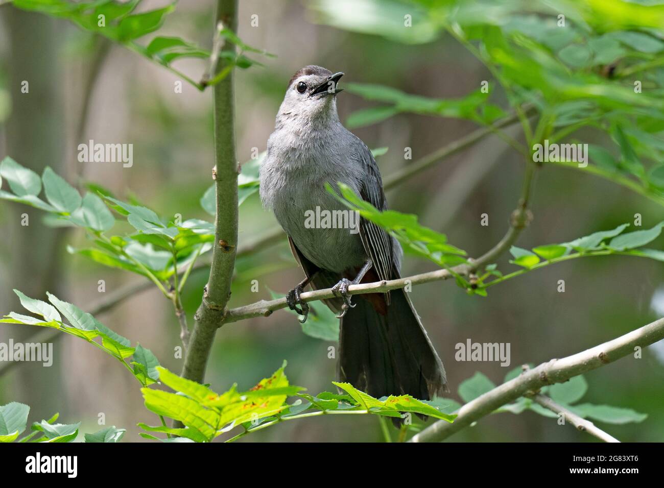 Oiseau gris (Dumetella carolinensis), oiseau gris Banque D'Images