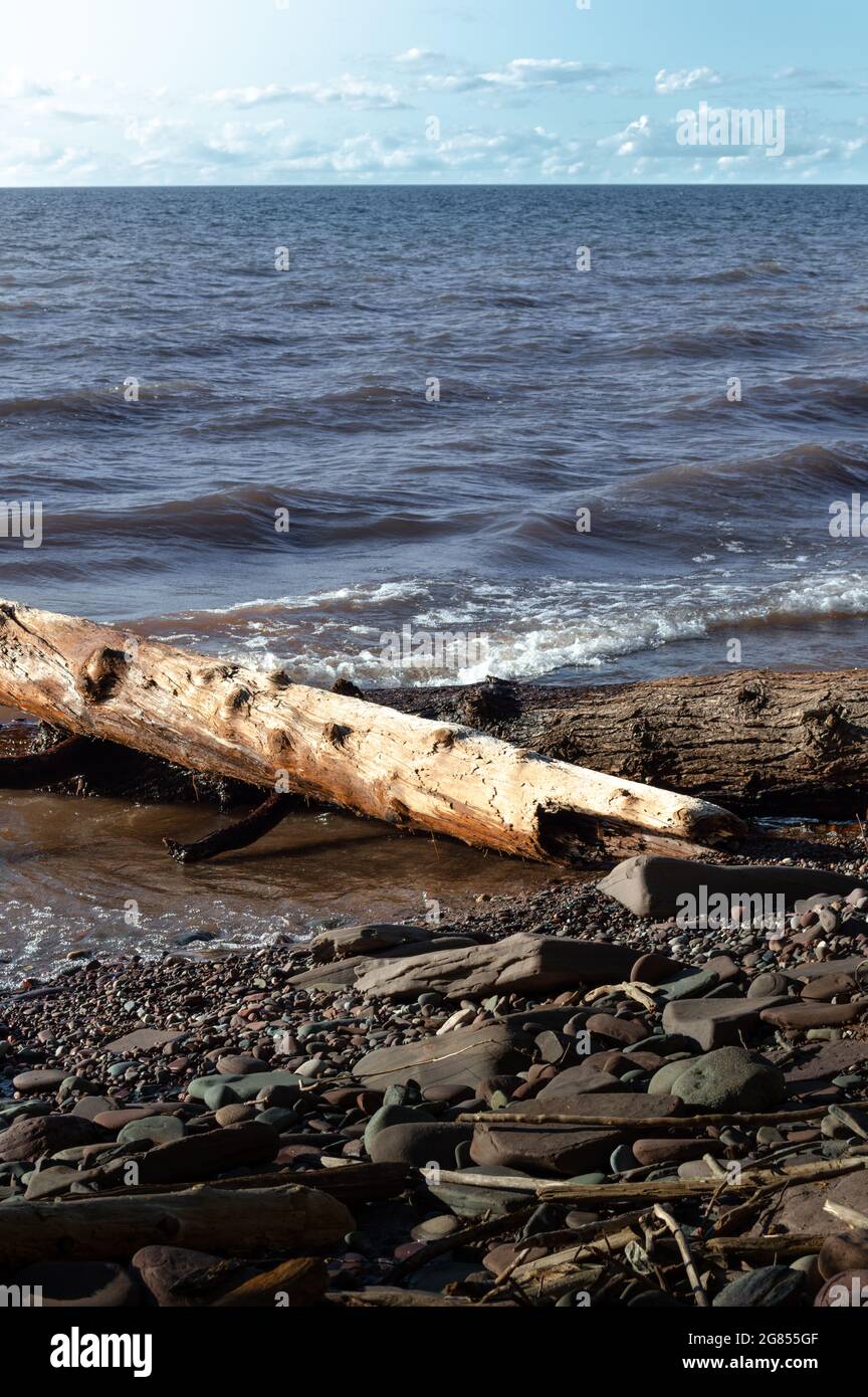 Arbres tombés sur la rive du lac supérieur, Michigan Banque D'Images