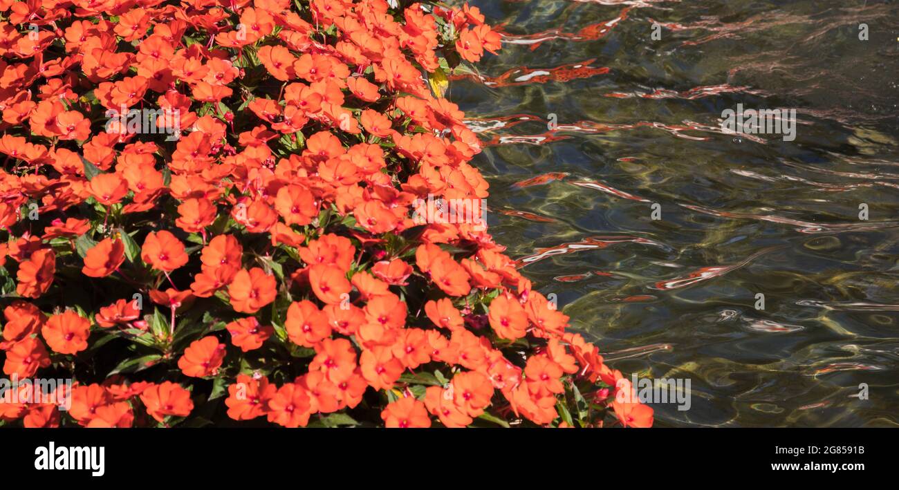 Foyer sélectif de belles fleurs d'orange qui poussent sur le bord d'un étang Banque D'Images