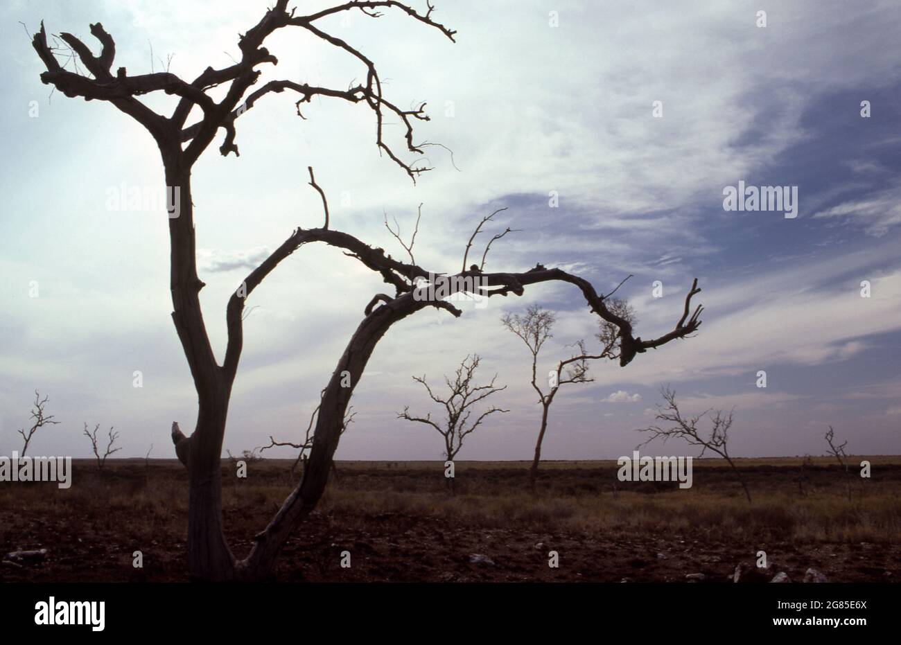Silhouette d'arbres morts dans le désert de Tanami, un désert du nord de l'Australie situé à la fois dans le Territoire du Nord et en Australie-Occidentale. Banque D'Images