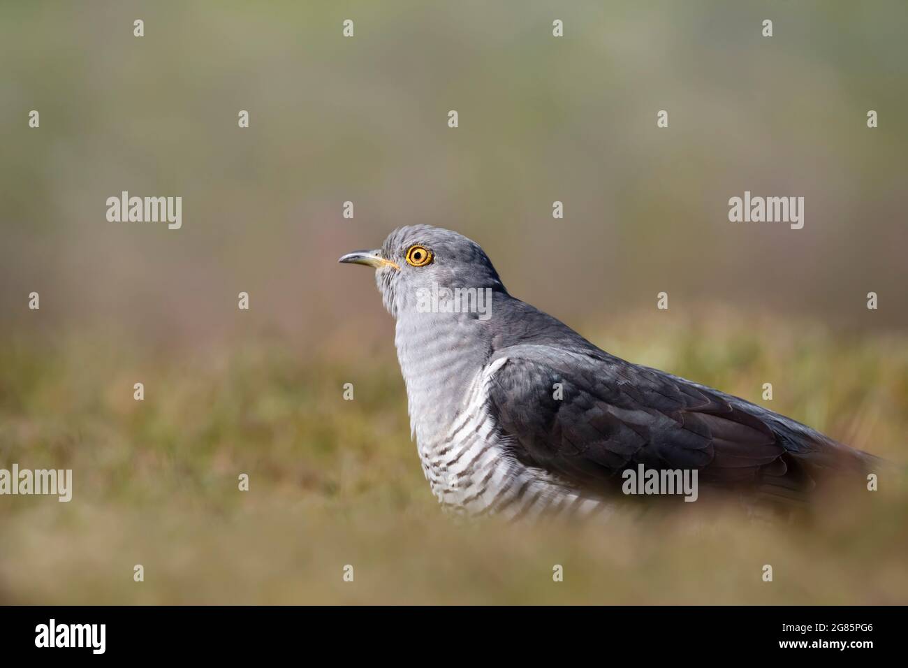 Gros plan d'un Cuckoo commun dans un pré, Royaume-Uni. Banque D'Images