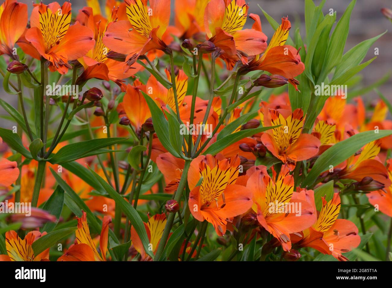 Alstromeria Orange King fleurs de nénuphars péruviennes Banque D'Images