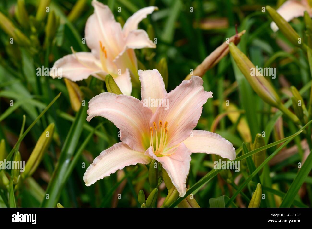 Hemerocallis Luxury Lace Daylyly Luxury Lace parfumé et fleuri daylilies Banque D'Images