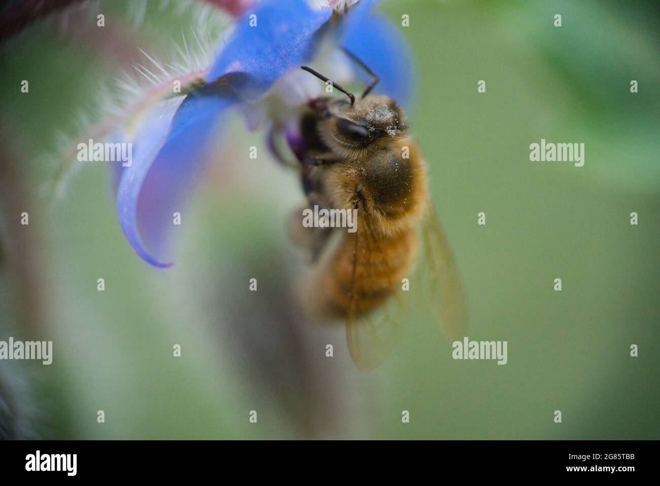 Une abeille occidentale, APIs mellifera, en gros plan, recueille le pollen d'une belle fleur de maïs bleue Banque D'Images