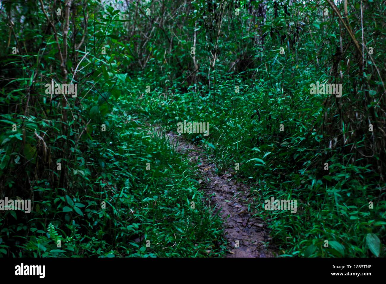 Le chemin vers la plantation qui ne peut être passé que par des véhicules à deux roues Banque D'Images