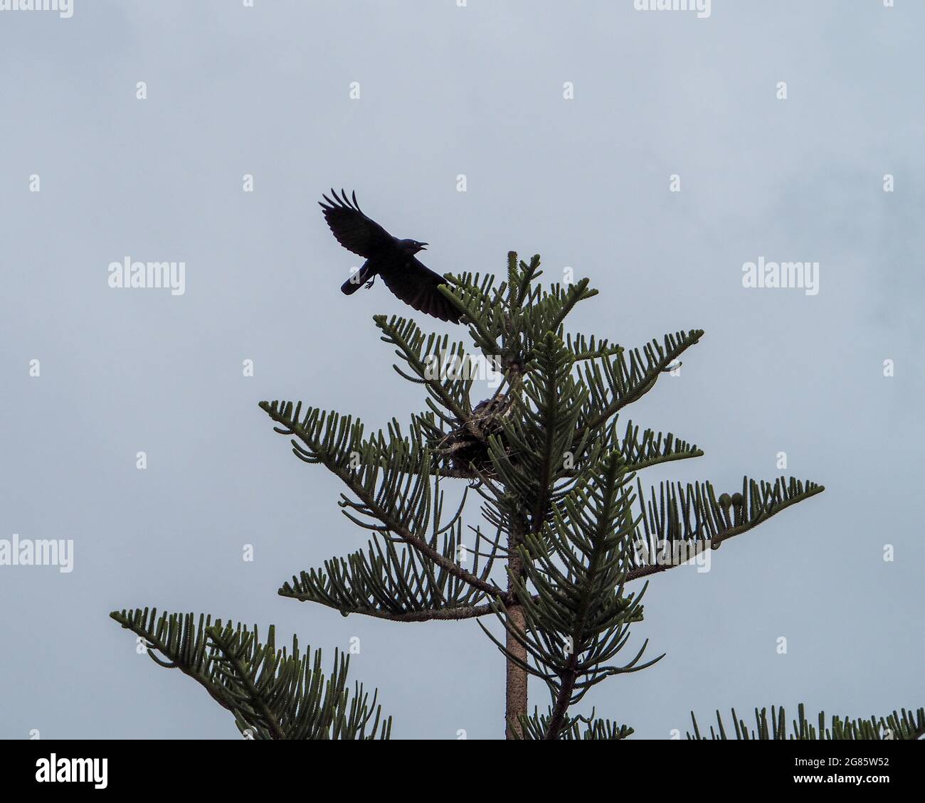 Une corneille en vol, les ailes se sont répandues alors qu'elle tente d'atterrir sur le sommet d'un pin de Norfolk qui a un nid appartenant à quelques cerfs-volants à épaulement noirs Banque D'Images