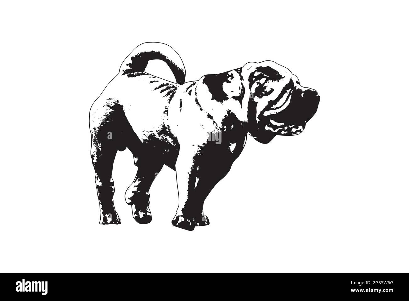 Portrait en noir et blanc d'un chien avec queue. Homme adulte moderne viande-bouche Shar PEI. Illustration vectorielle Illustration de Vecteur