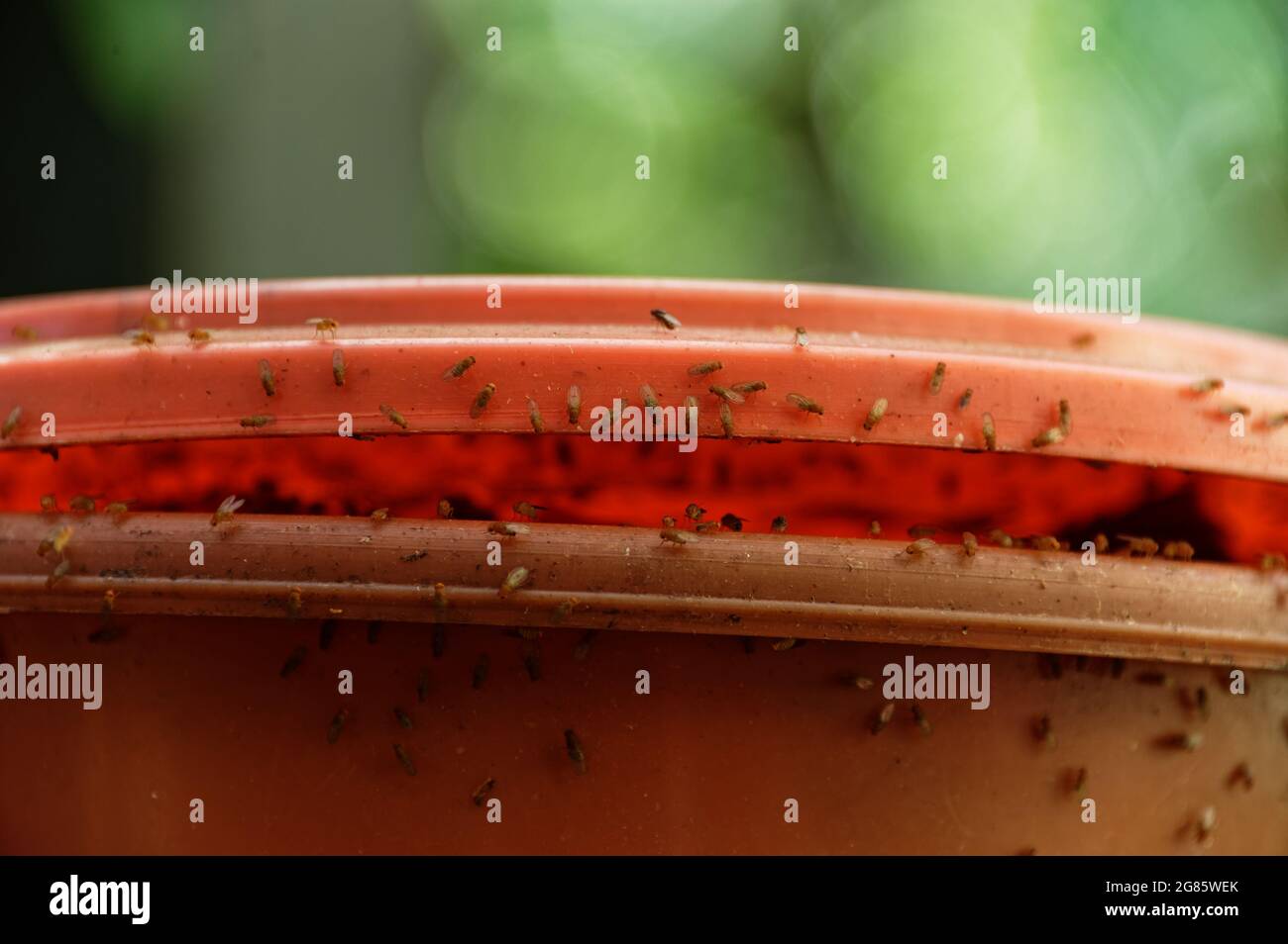 Les mouches des fruits se rassemblent autour du couvercle d'un bac à compost Banque D'Images