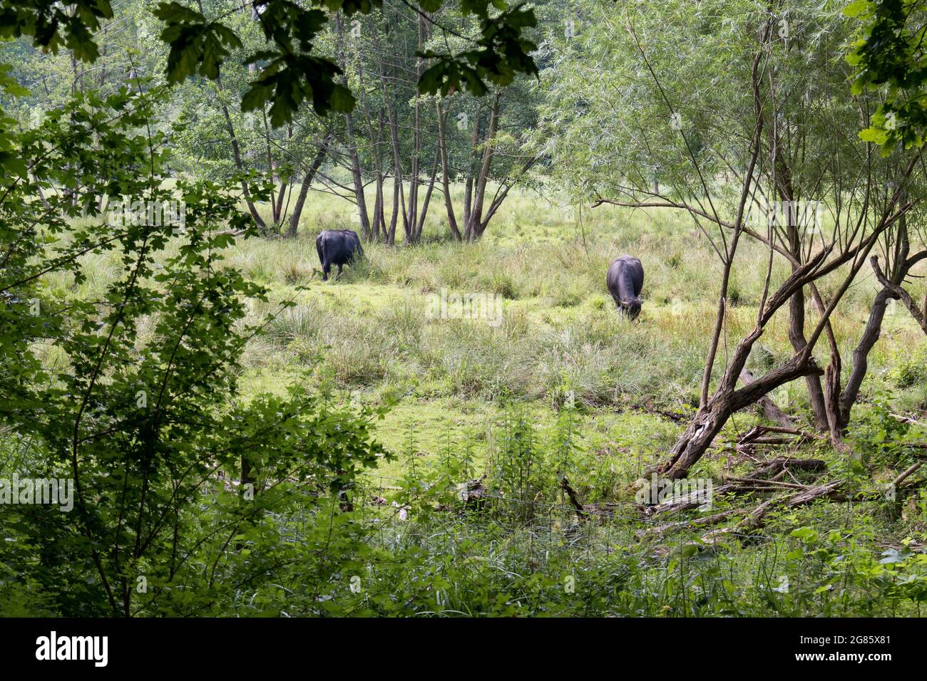 Buffle d'eau, Bubalus bubalis, paître sur l'herbe dans la conservation des zones humides à Berlin, Allemagne Banque D'Images