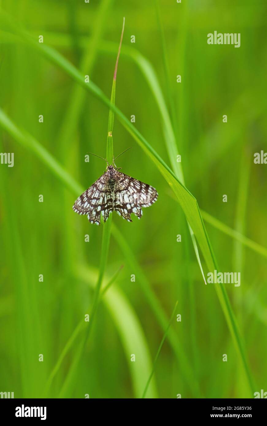 Papillon latiqué - Chiasmia clathrata, petite papillon brun et jaune provenant de prairies et de prairies européennes, Zlin, République tchèque. Banque D'Images