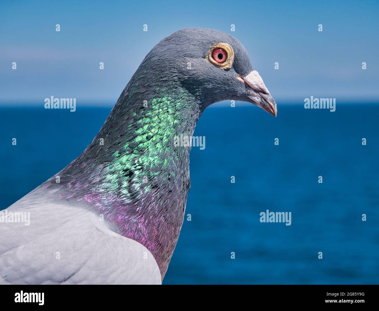 Gros plan d'un pigeon de course assis sur un ferry britannique dans la mer d'Irlande entre Liverpool et Belfast. Pris par une journée ensoleillée avec un ciel bleu et une mer calme. Banque D'Images
