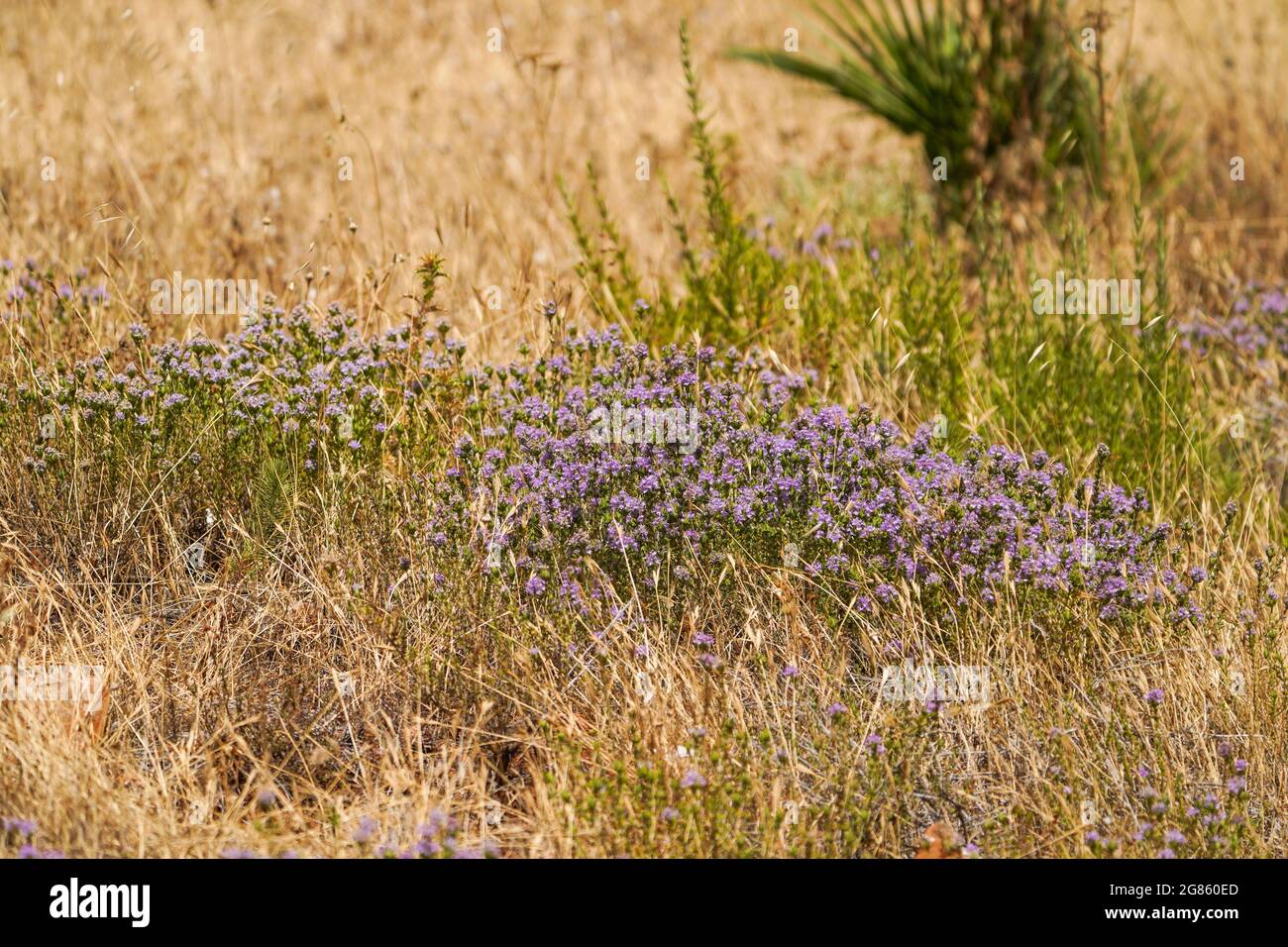 Thyme sauvage en fleurs dans le champ méditerranéen, Espagne. Banque D'Images