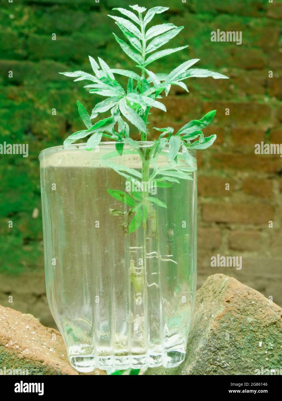 Plante verte poussant sur le verre d'eau autour de l'arrière-plan de mur flou. Banque D'Images