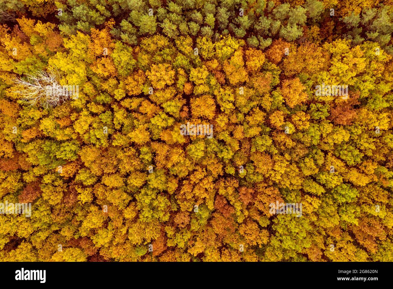 Forêt d'automne d'en haut Banque D'Images