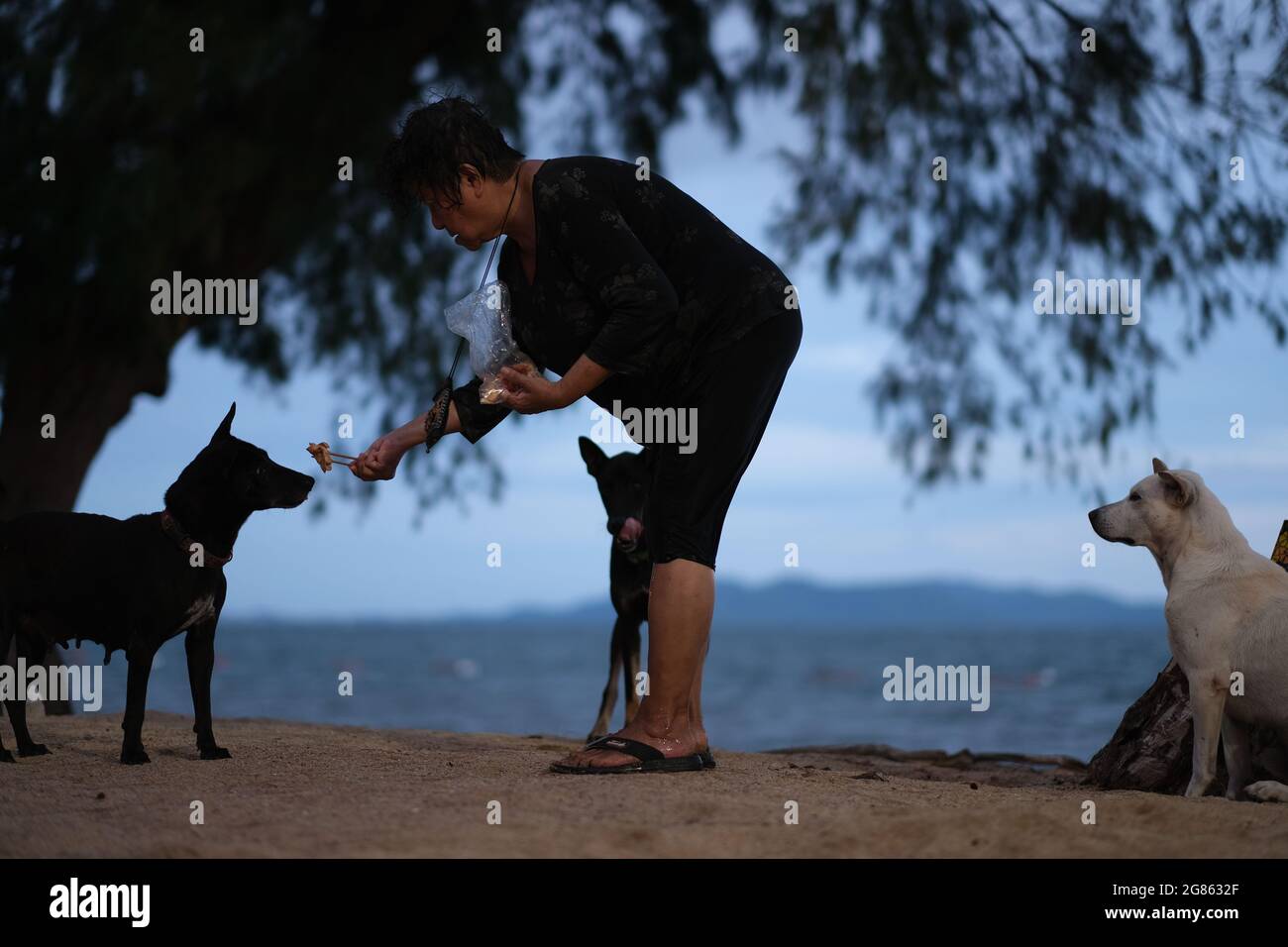 Une femme au hasard nourrit trois chiens errants qui attendent leur tour sur une plage Banque D'Images