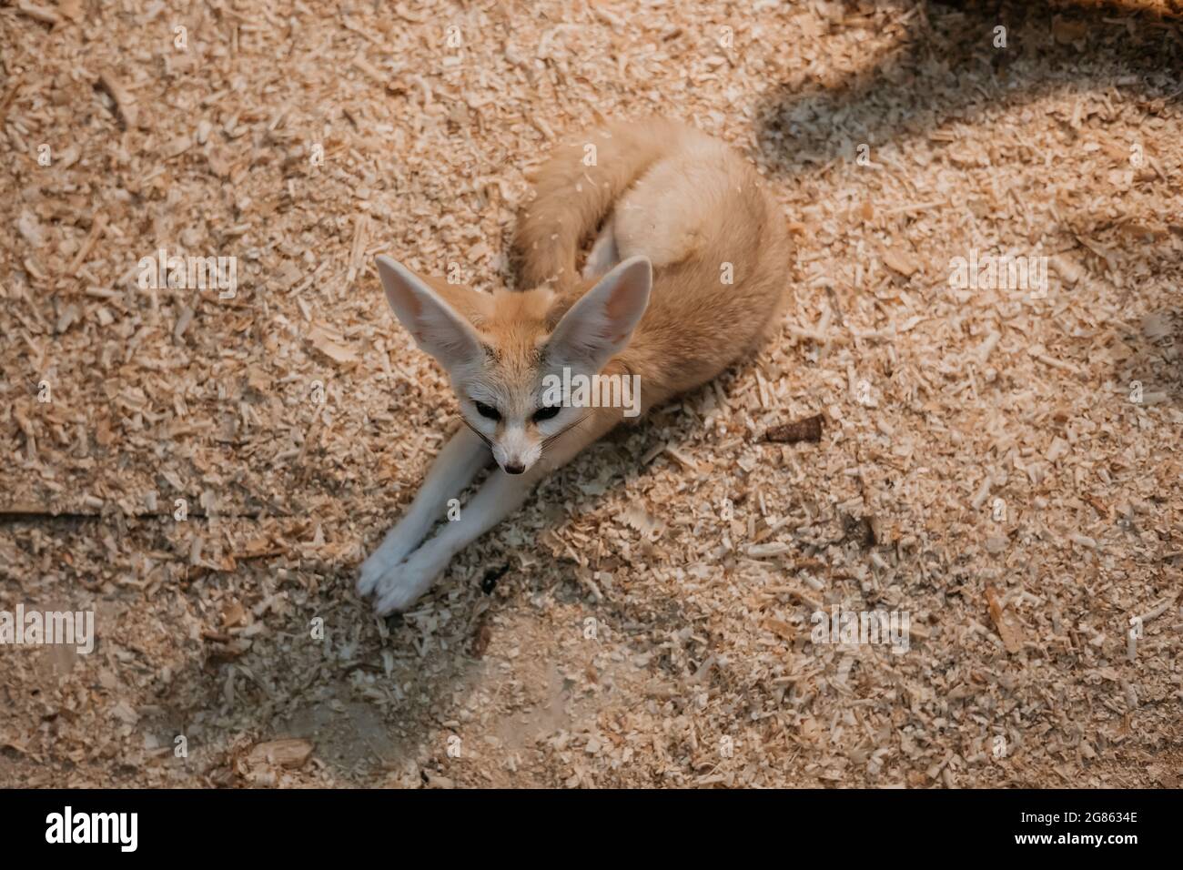Fennec renard (Vulpes zerda) gros plan, vue de dessus Banque D'Images