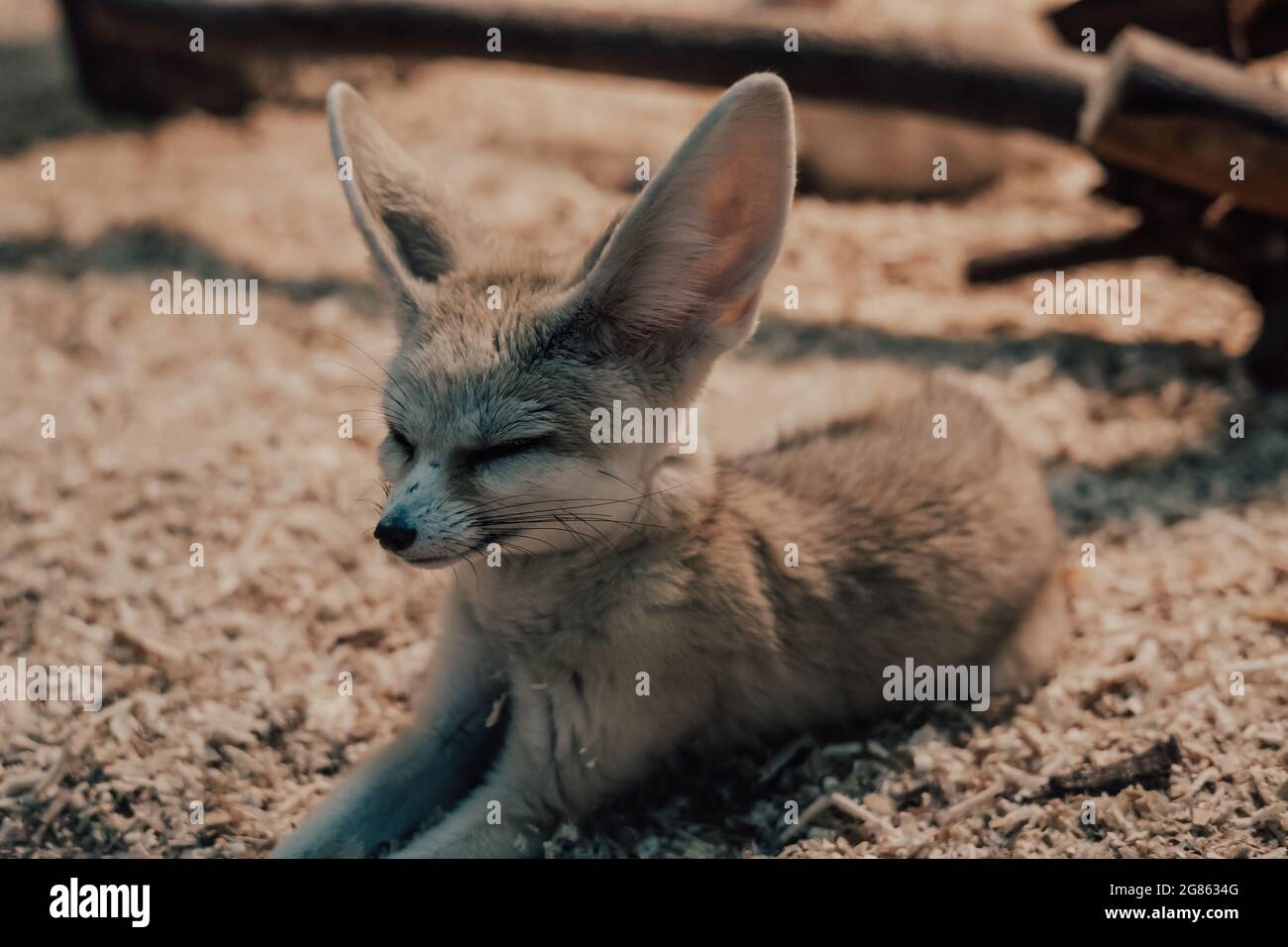 Fennec renard (Vulpes zerda) gros plan Banque D'Images