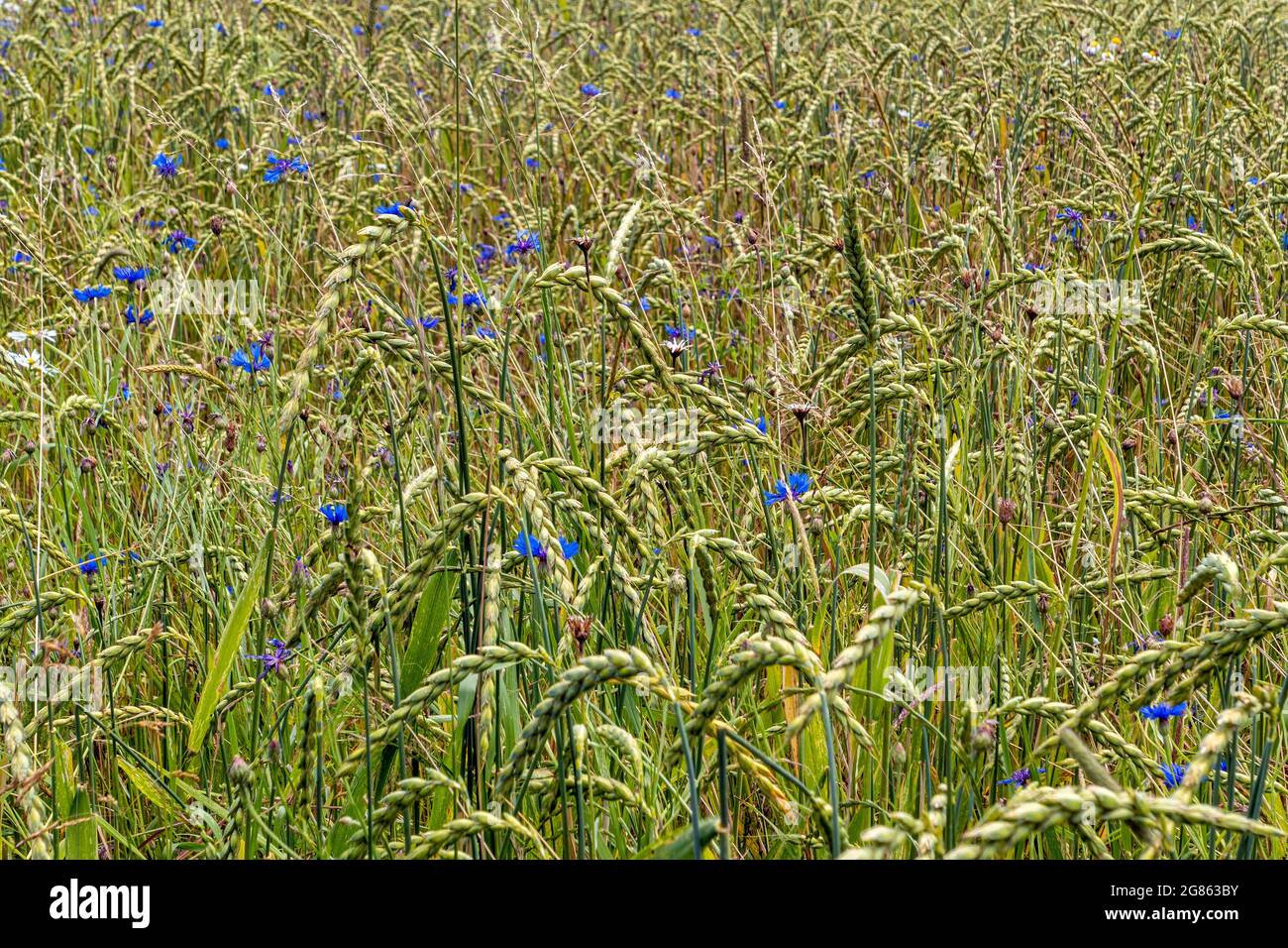 Champ de céréales avec fleurs de maïs (Centaurea cyanus), agriculture biologique, Bavière, Allemagne, Europe Banque D'Images