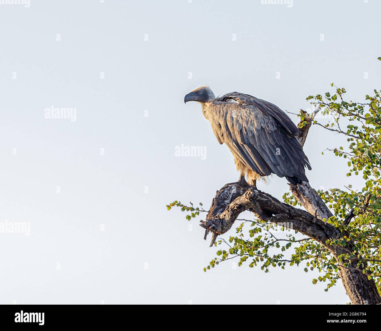 Les vautours à dos blanc, gyps africanus, dont les cultures ont été distendus après s'être nourries sur une carcasse. Le vautour menaçait d’extinction par un empiétement humain Banque D'Images