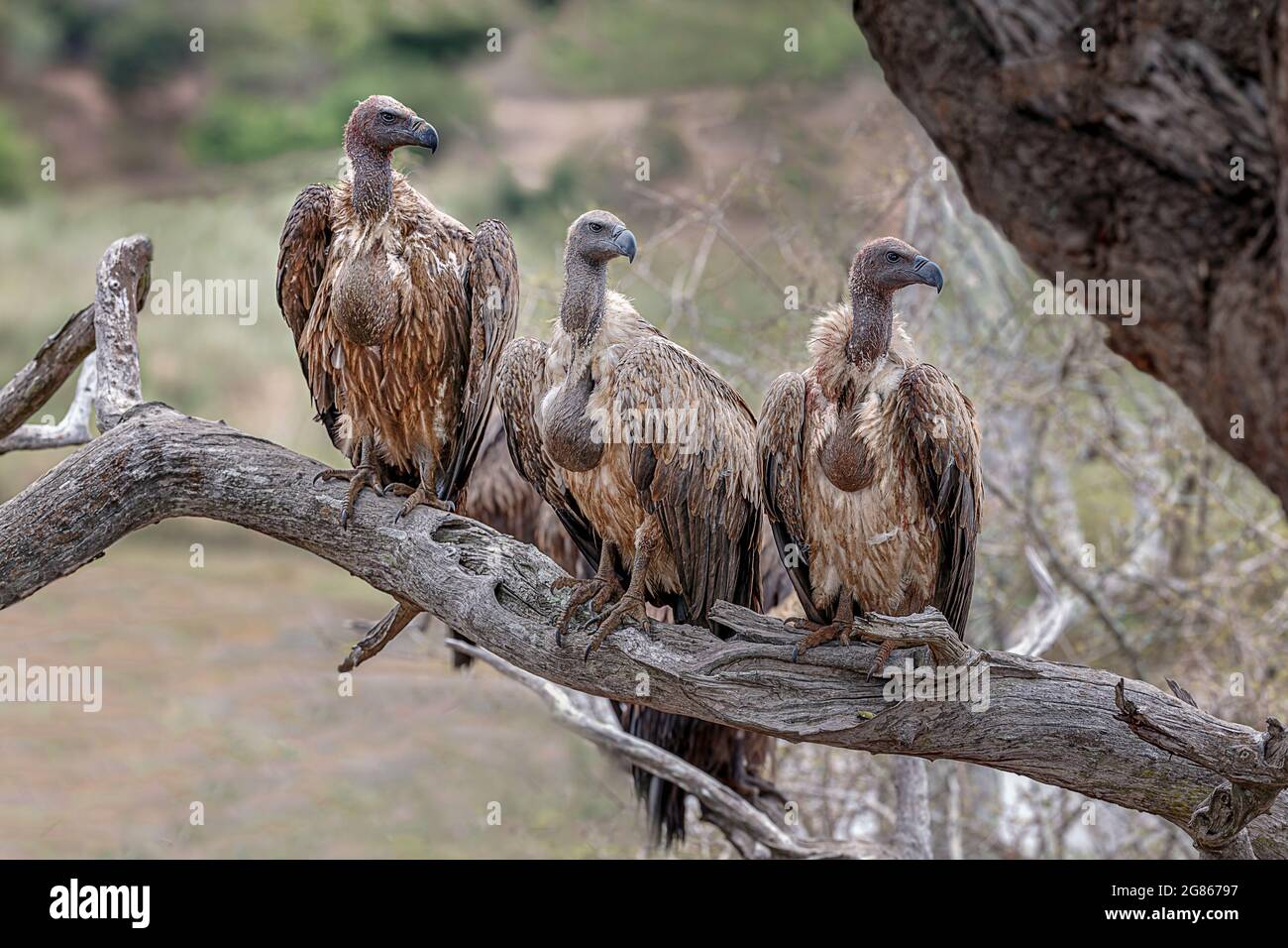 White soutenu les vautours, gyps africanus, avec les récoltes d'orreille après l'alimentation d'une carcasse. Le charognard est menacé d'extinction à cause des droits de l'enc Banque D'Images
