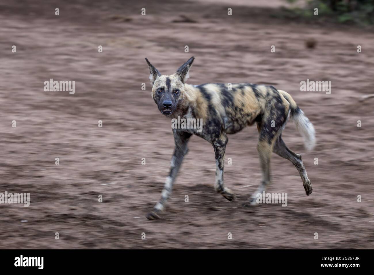 Le chien sauvage africain, Lycaon pictus, également connu sous le nom de chien peint en raison de la coloration de l'animal qui présente des taches de noir, de brun, de blanc, Banque D'Images