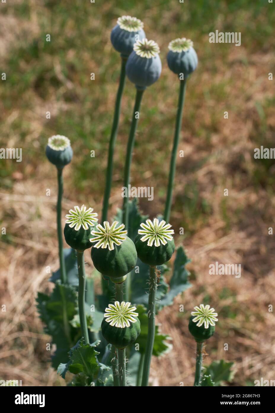 Le Papaver somniferum, communément appelé pavot à opium ou pavot à pain, est une espèce de plante à fleurs de la famille des papaveraceae. Banque D'Images