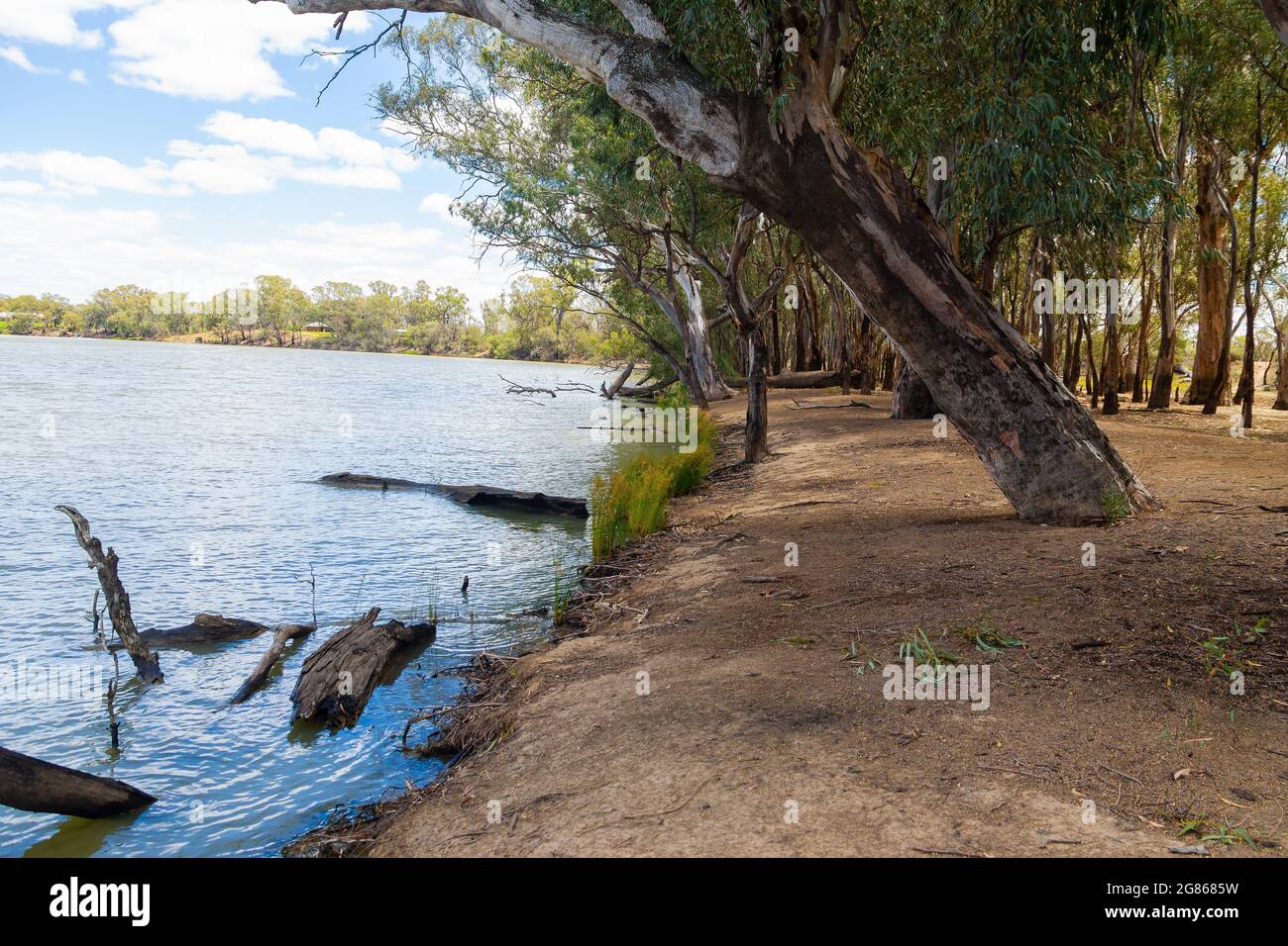 Les rives de la Murray River à Dareton, Nouvelle-Galles du Sud, Australie, bordent Victoria. Banque D'Images