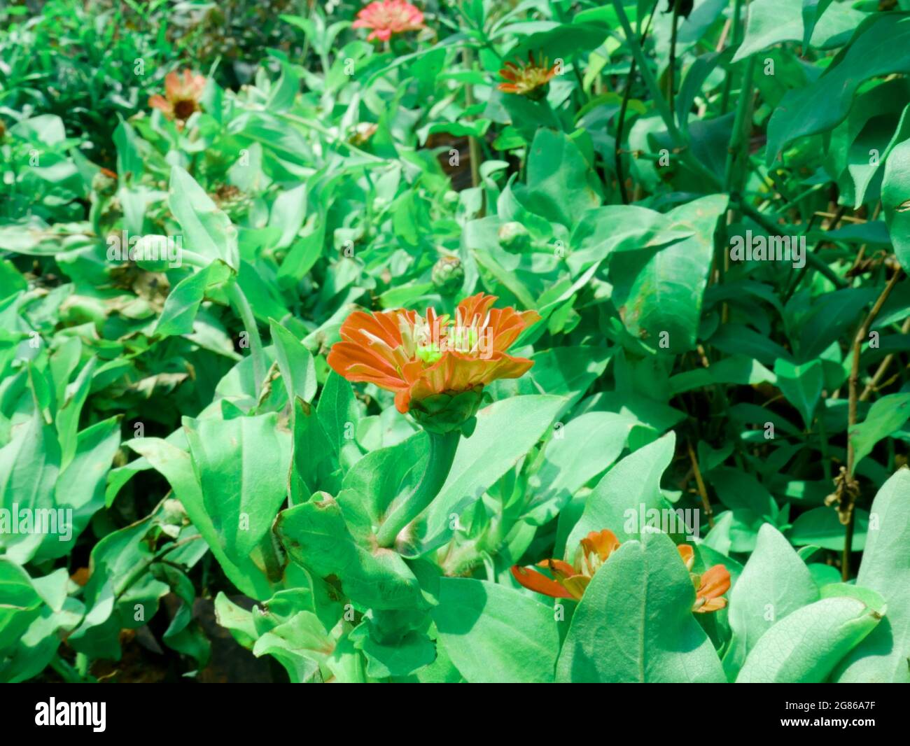 Fleur de couleur orange Daisy présentée prise de vue sur le parc naturel, image de beauté biologique à usage commercial. Banque D'Images