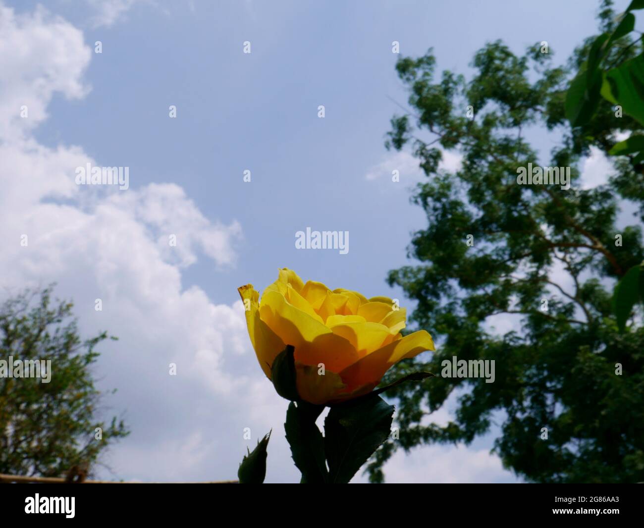 Fleur de couleur jaune incroyable présentée sur fond de ciel avec arrière-plan de flou d'arbre. Banque D'Images