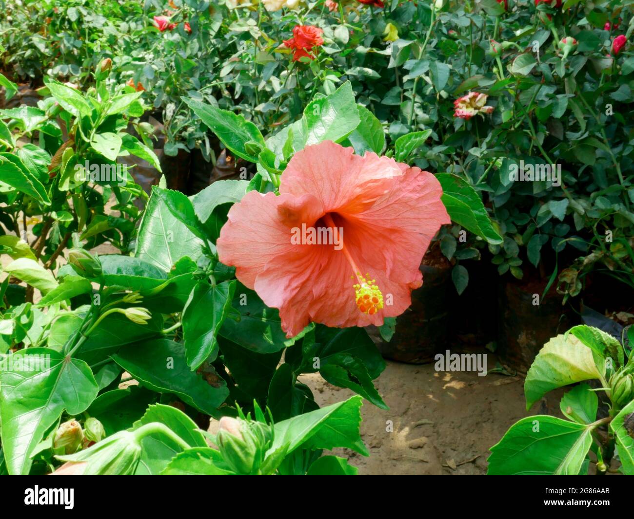 Hibiscus couleur orange fleur de gros plan tourné au jardin indien, nature beauté image pour un usage commercial. Banque D'Images