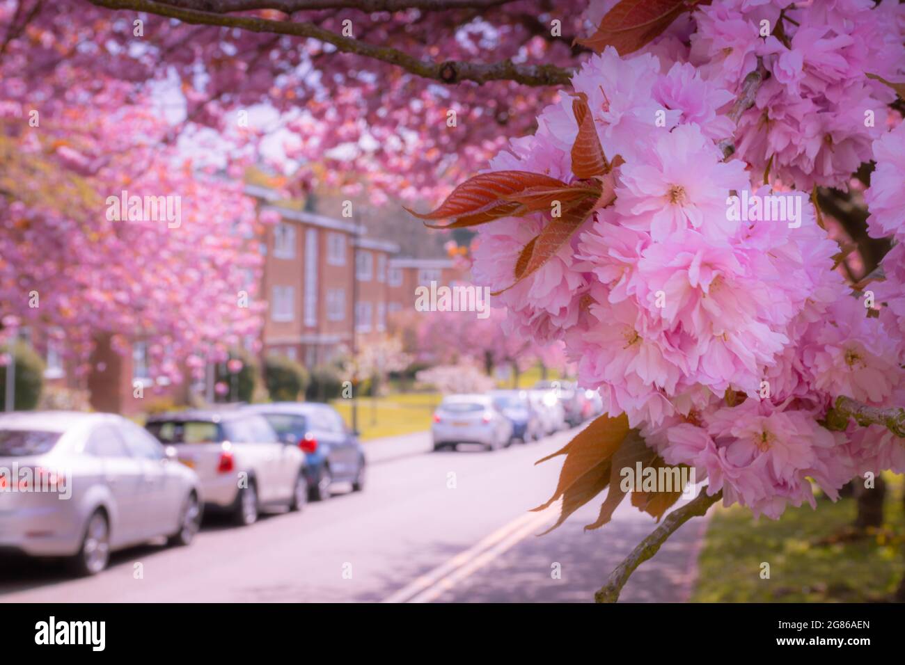 Rue urbaine au printemps, quand les cerisiers roses fleurissent Banque D'Images