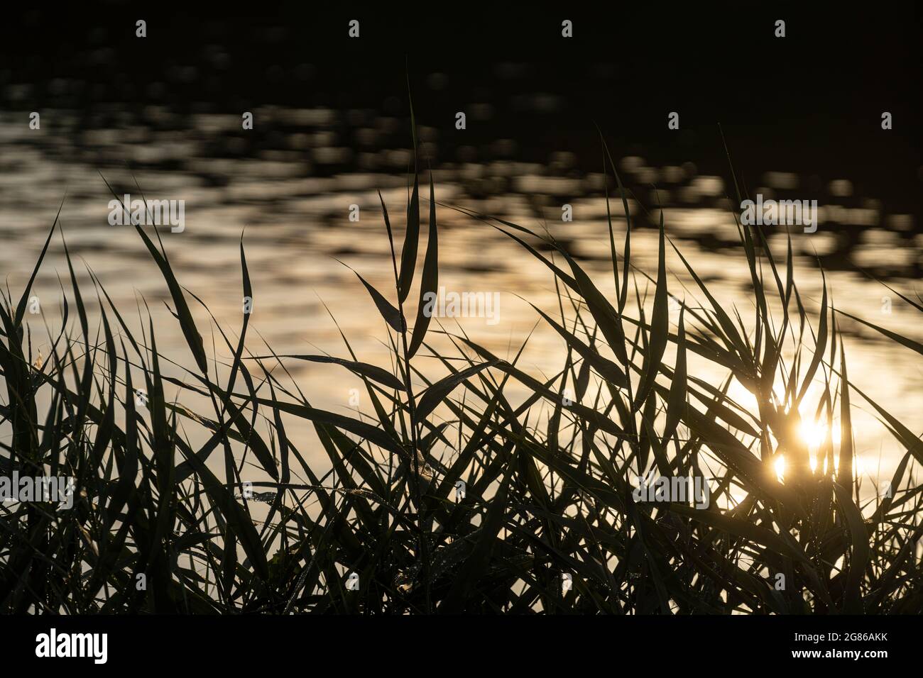 Mantoue, Italie. 13 juillet 2021. Les feuilles d'un lit de roseaux sur les rives de la rivière au coucher du soleil Banque D'Images