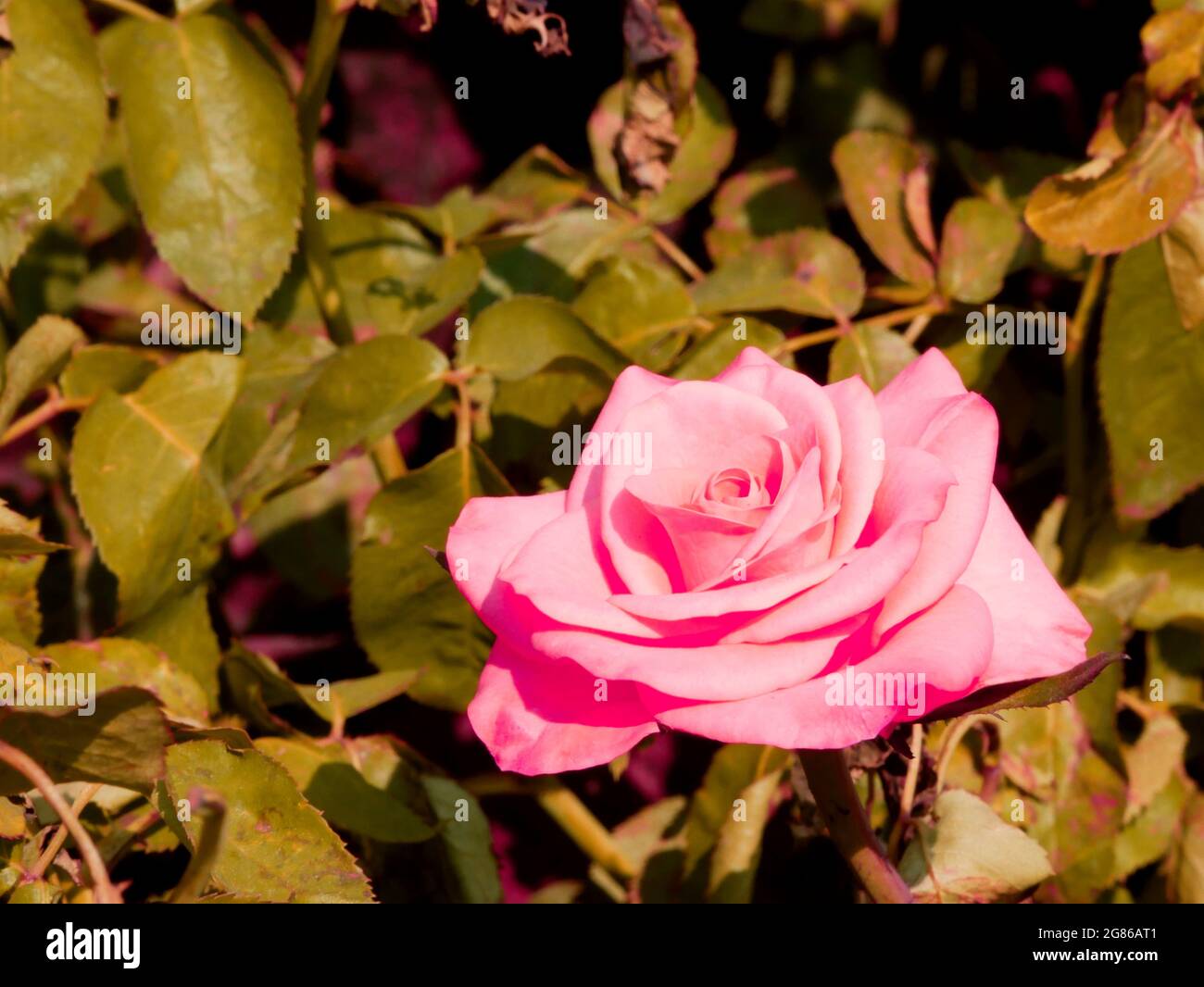 Fleur rose de couleur rose présentée au jardin naturel feuilles fond, nature beauté image à usage commercial. Banque D'Images