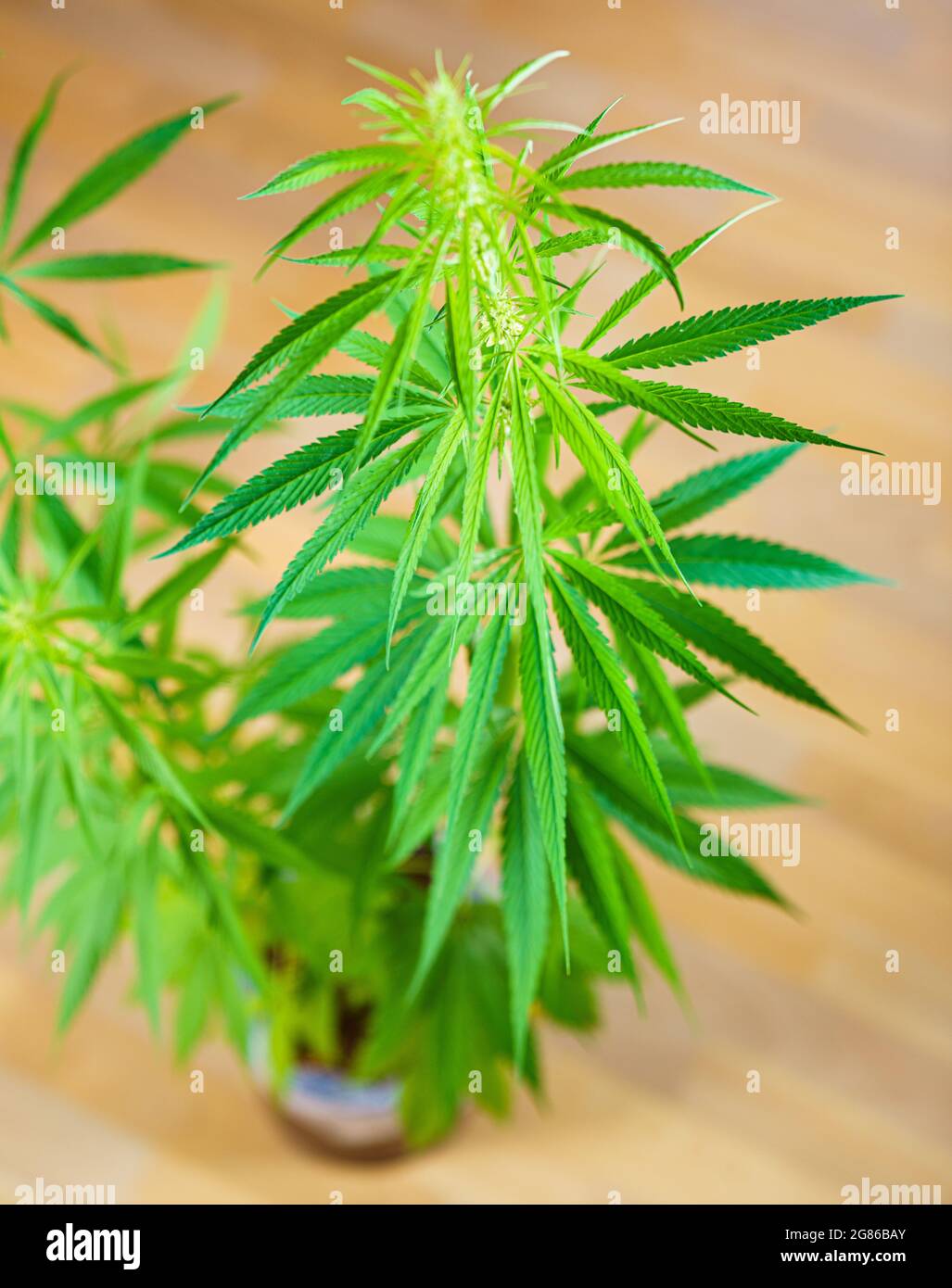 Feuilles de cannabis ou de marijuana. Plante médicinale et antidépresseur  marijuana médicinale Photo Stock - Alamy