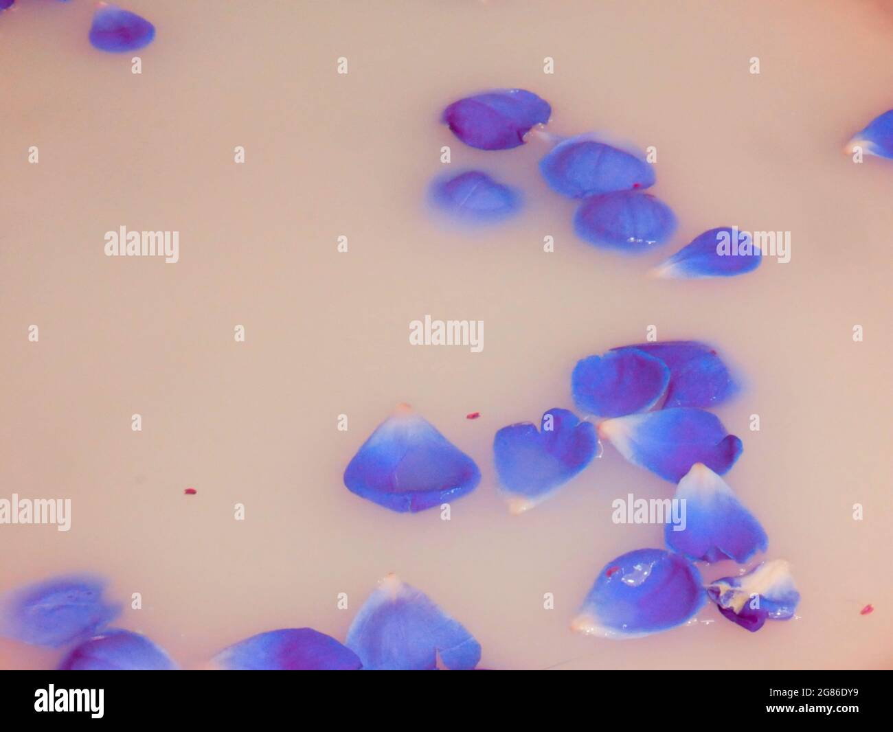Feuilles de rose bleuâtre coulant sur le mélange d'eau de lait liquide, l'image de rafraîchissement d'esprit. Banque D'Images
