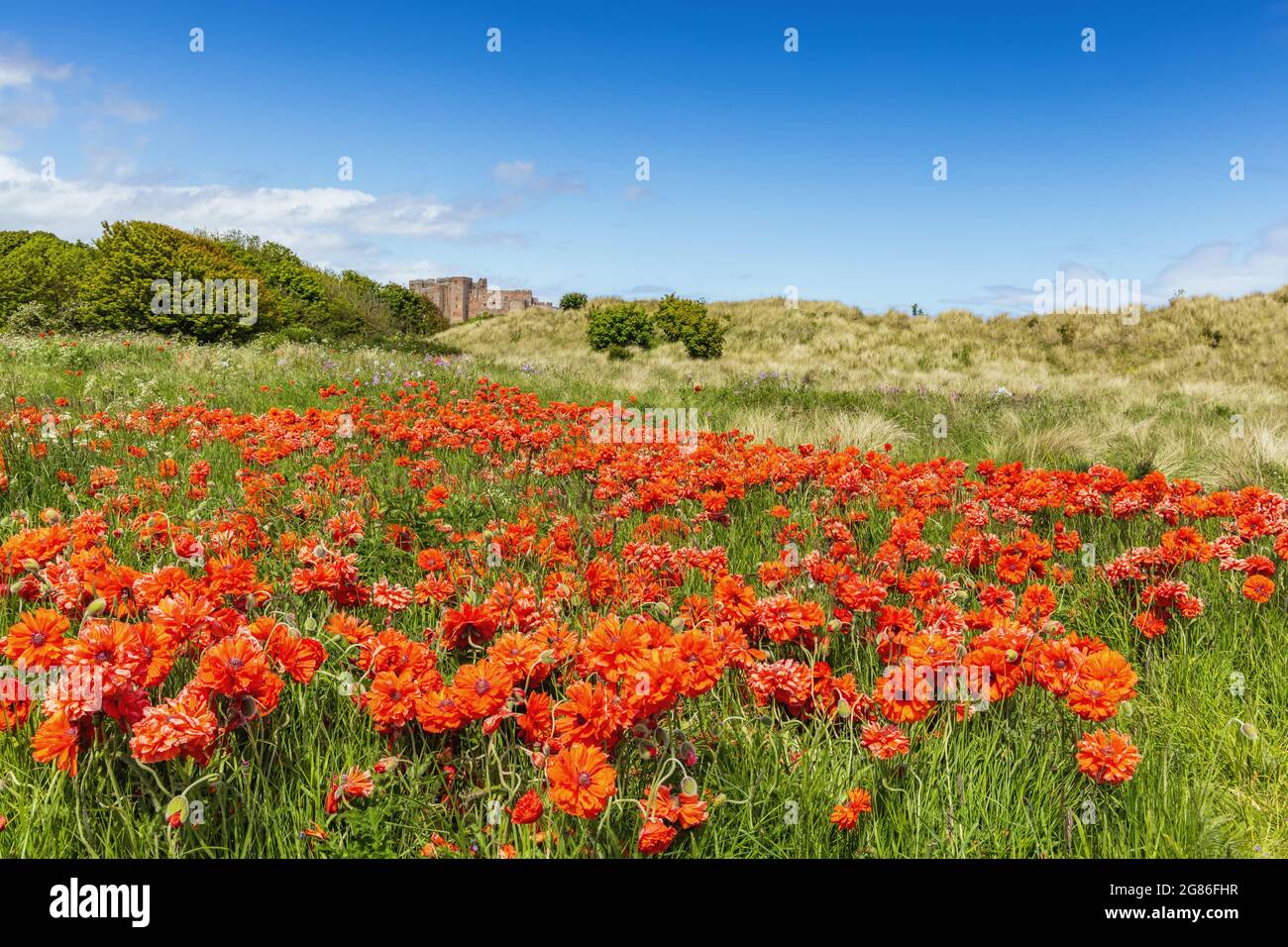 Un champ de magnifiques grands coquelicots sur la côte de Northumberland, avec le château de Bamburgh au loin. Banque D'Images