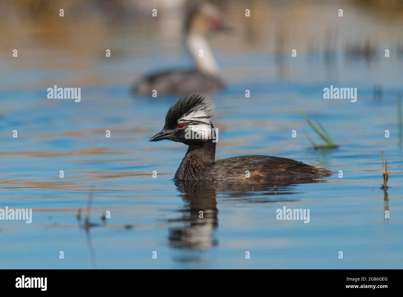 Grebe touffeté blanche (Rollandia rolland) dans le milieu humide de Pampas, province de la Pampa, Patagonie, Argentine. Banque D'Images