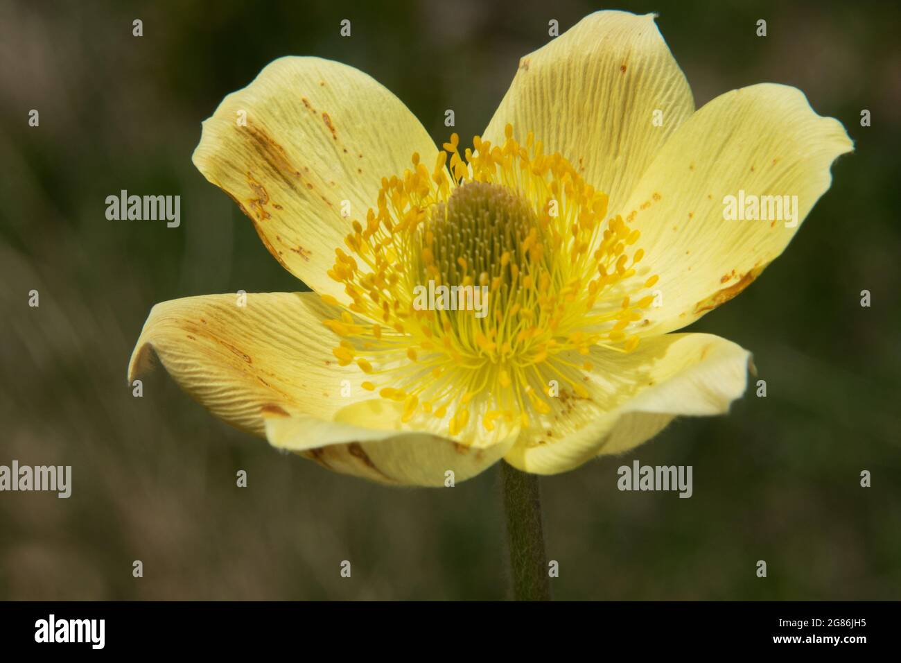 Gros plan de la fleur jaune pâle de pasqueflower ou d'anémone alpine Banque D'Images