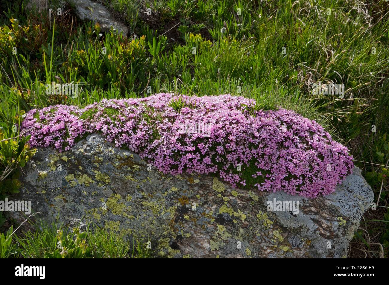 De petites fleurs roses de Moss campion, également connue sous le nom de Compass Plant, formant un coussin sur une roche Banque D'Images