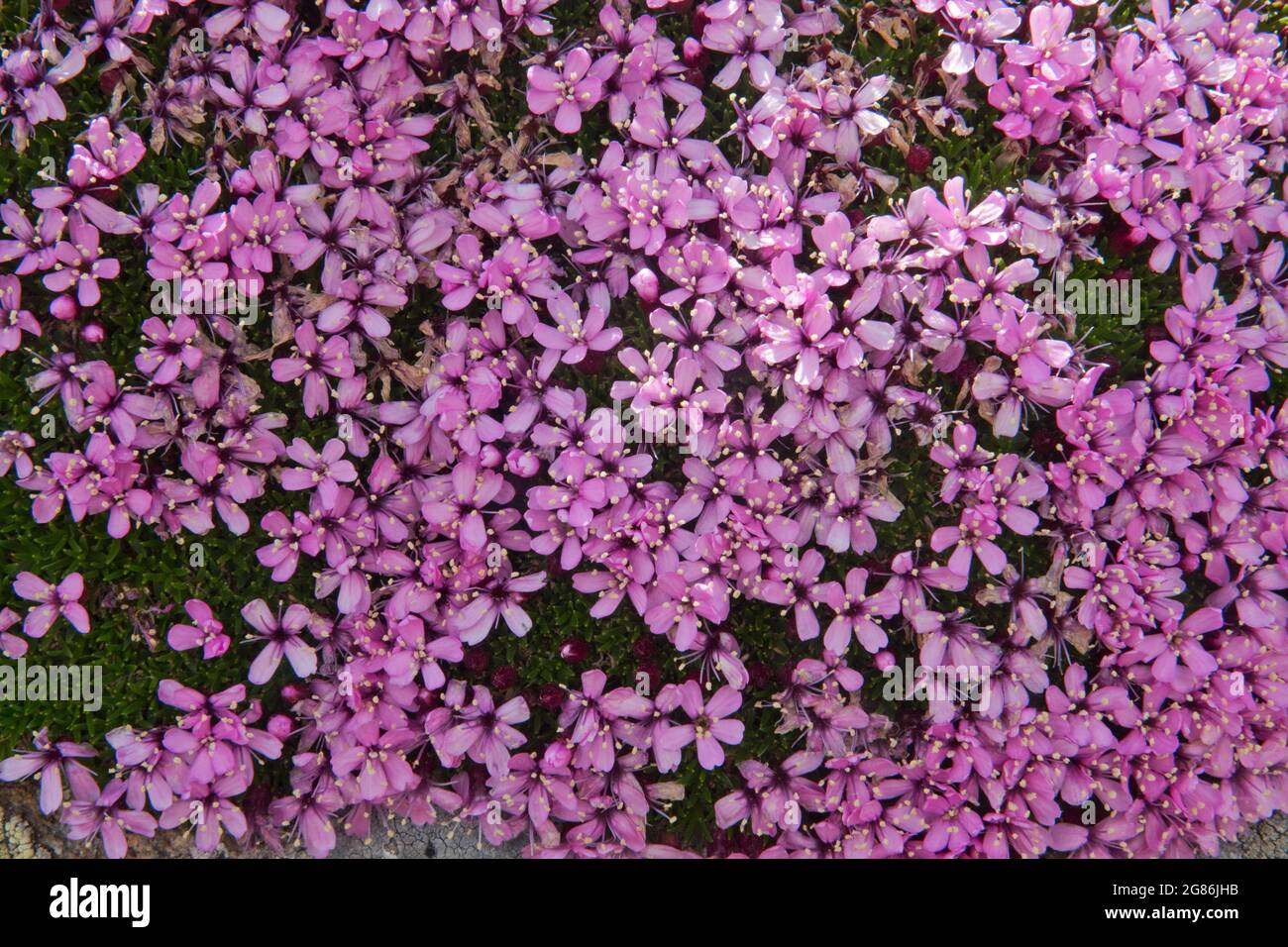 Gros plan sur les petites fleurs roses de Moss campion, également connue sous le nom d'usine de Compass Banque D'Images