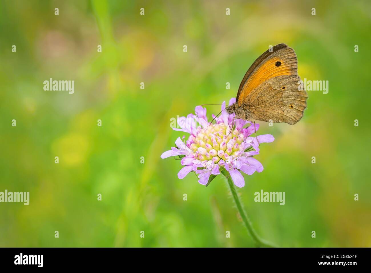 Papillon orange et brun, un homme de prairie brun, Maniola jurtina, assis sur le champ pourpre de la fleur scabieuse poussant dans un pré. Herbe verte. Banque D'Images