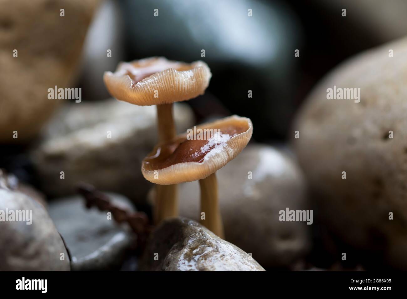 Gros plan sur les champignons macro Banque D'Images