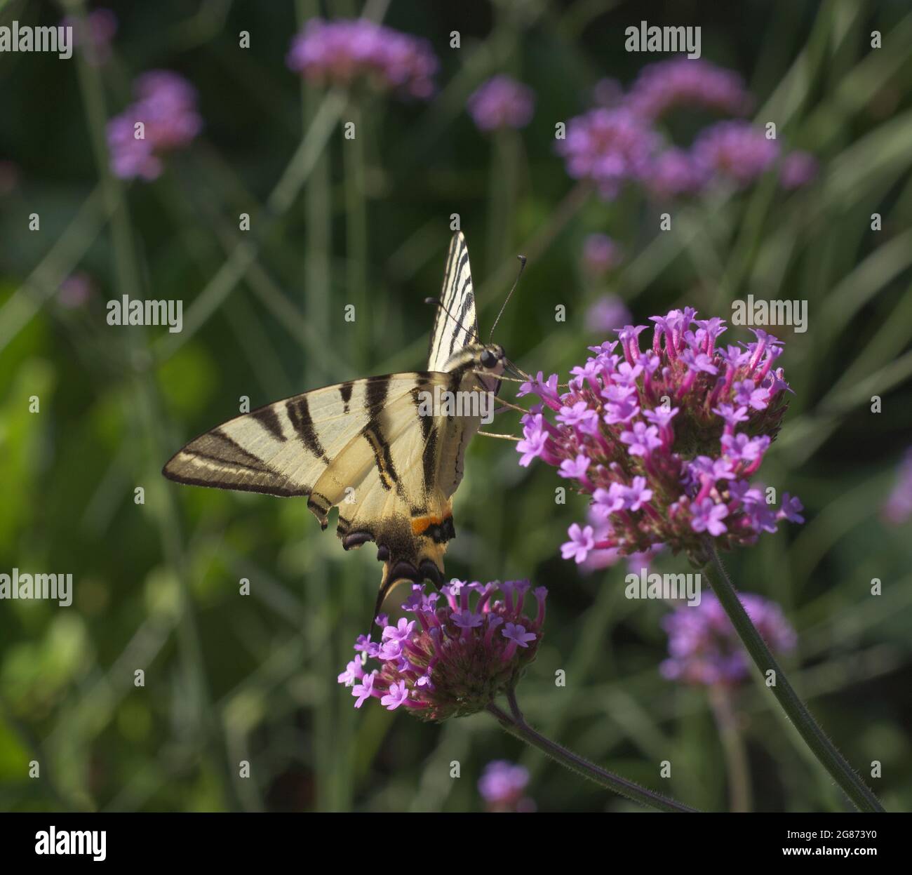 Papilio rutulus, la queue de cyprès du tigre occidental. Papillon de la famille des Papilionidae. Le papillon se régalent sur une fleur pourpre de milkadventis. Banque D'Images