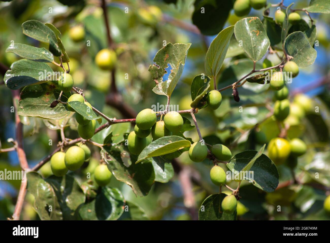 Jujujube vert sur le jujube dans le jardin Banque D'Images