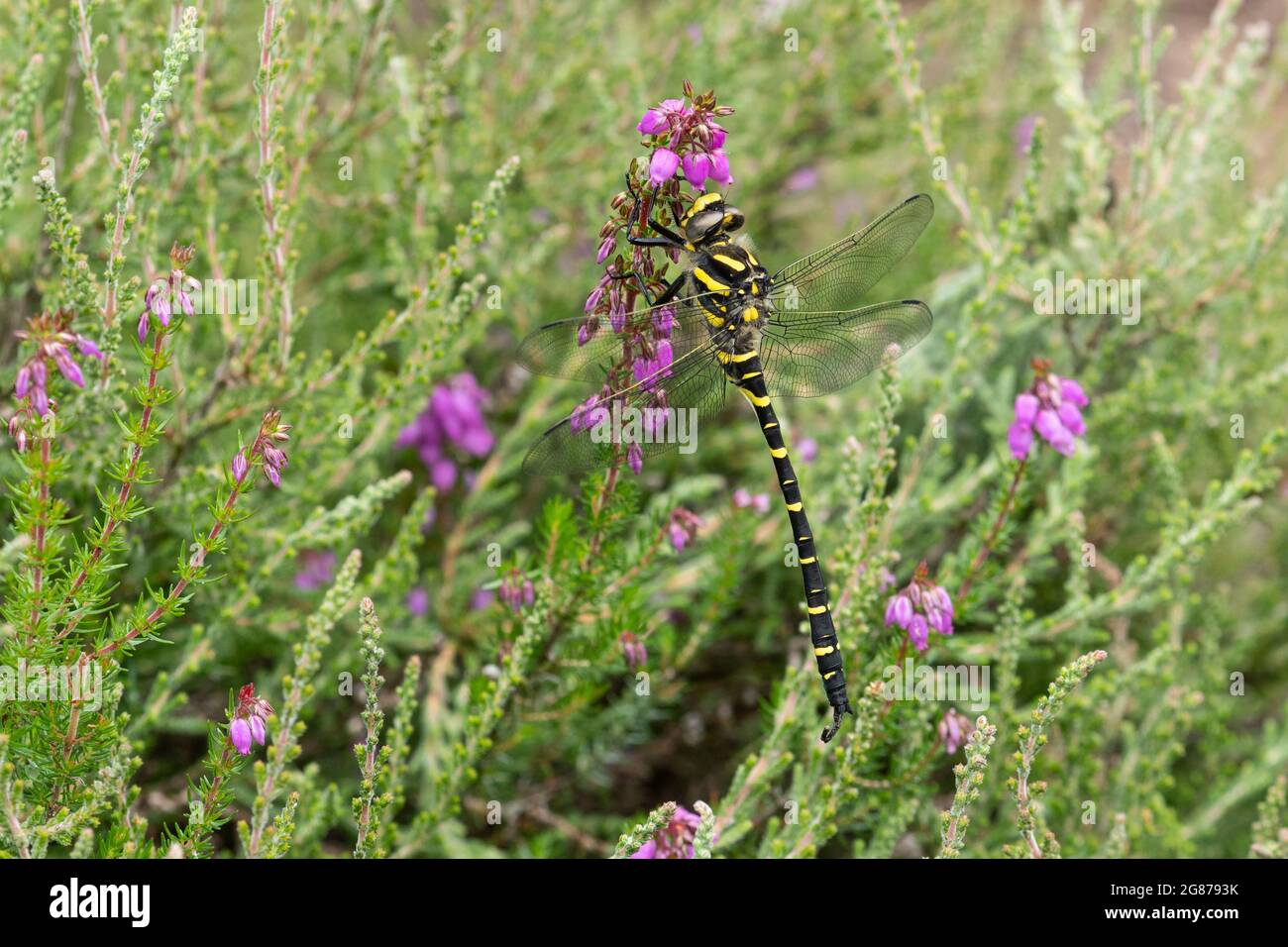 Libellule à anneaux dorés (Cordulegaster boltonii) parmi les bruyères roses colorées (Erica cinerea) sur la lande du Berkshire, Angleterre, Royaume-Uni Banque D'Images