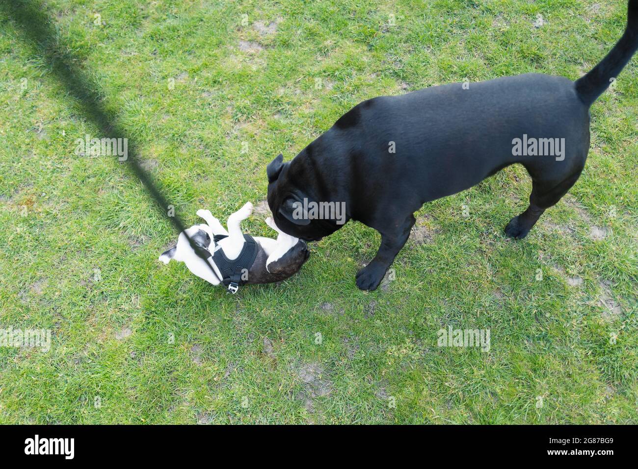 Un grand staffordshire Bull Terrier rencontre et arracher un chiot Boston Terrier qui tourne le dos. Le chiot est doté d'un harnais et d'une dérivation. Banque D'Images