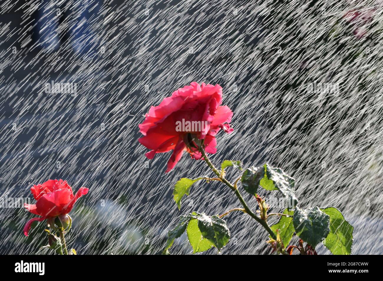 Roses arrosées dans un jardin intérieur, Ayrshire, Écosse, Royaume-Uni.Les gouttelettes d'eau qui atterrissent sur les roses rouges imitent la pluie et le mouvement Banque D'Images