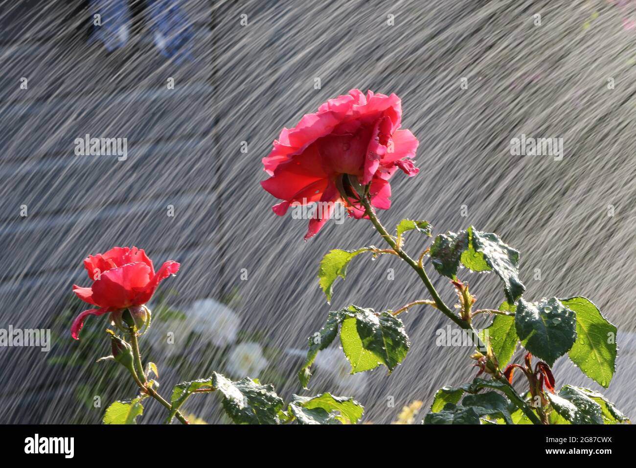 Roses arrosées dans un jardin intérieur, Ayrshire, Écosse, Royaume-Uni.Les gouttelettes d'eau qui atterrissent sur les roses rouges imitent la pluie et le mouvement Banque D'Images