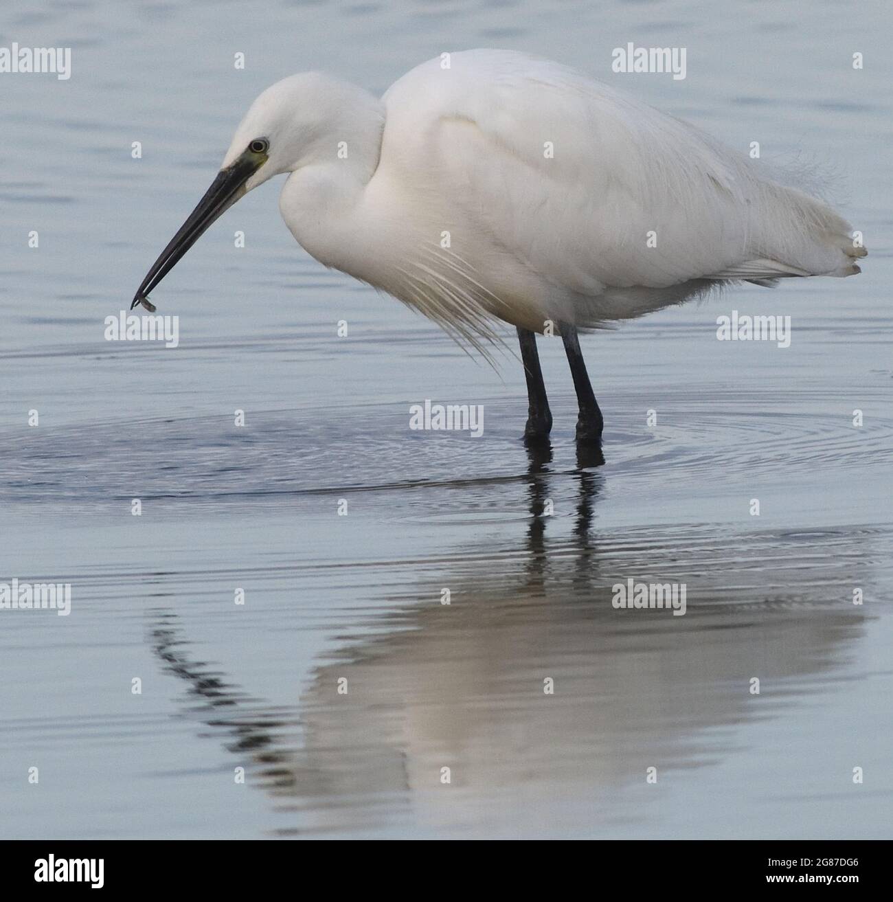 Un petit Egret (Egretta garzetta), réfléchi dans l'eau fixe, tient dans son bec un petit poisson qu'il vient de prendre. Réserve naturelle de Rye Harbour, Rye H. Banque D'Images