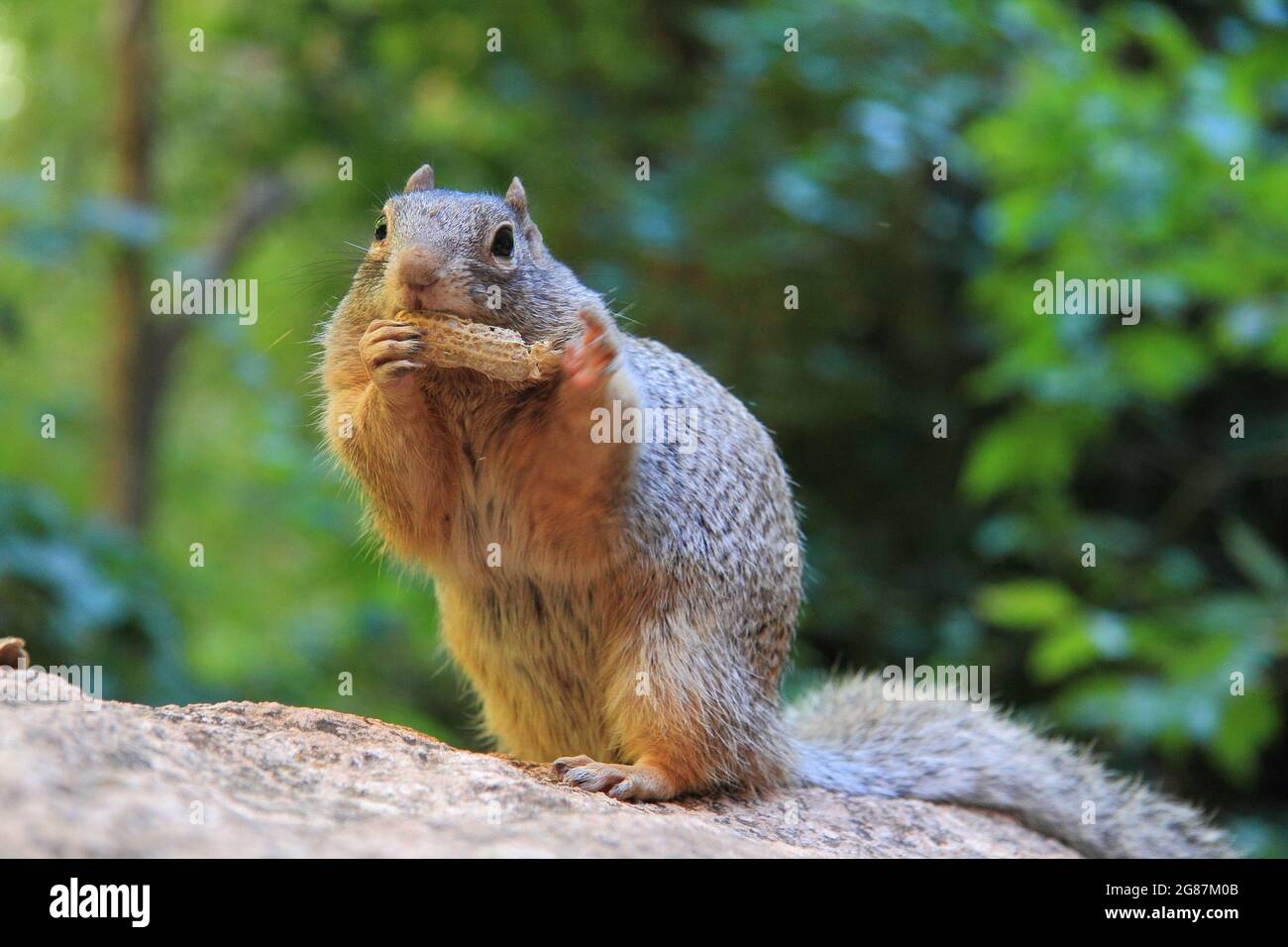 Écureuil mignon capturé aux États-Unis Banque D'Images